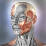 Muscle and Bone Anatomy 3D MOD APK
