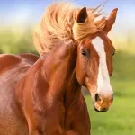 The Horse MOD APK