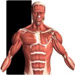 Visual Anatomy 2 MOD APK